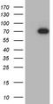 Growth factor receptor-bound protein 10 antibody, TA812351, Origene, Western Blot image 