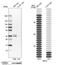 Mercaptopyruvate Sulfurtransferase antibody, NBP1-82617, Novus Biologicals, Western Blot image 