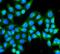 D-amino-acid oxidase antibody, FNab02235, FineTest, Immunofluorescence image 