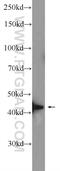 Zinc Finger MYND-Type Containing 12 antibody, 25587-1-AP, Proteintech Group, Western Blot image 