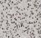 Valosin Containing Protein antibody, FNab09382, FineTest, Immunohistochemistry frozen image 