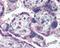 Tumor Protein P73 antibody, 49-337, ProSci, Immunohistochemistry frozen image 