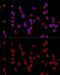 Coatomer Protein Complex Subunit Beta 1 antibody, GTX65917, GeneTex, Immunocytochemistry image 