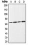 Cell Division Cycle 25B antibody, LS-C353933, Lifespan Biosciences, Western Blot image 