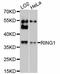 Ring Finger Protein 1 antibody, LS-C331999, Lifespan Biosciences, Western Blot image 