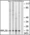 Ribosomal Protein L35 antibody, orb178920, Biorbyt, Western Blot image 