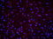 Serine/threonine-protein kinase LMTK2 antibody, orb215059, Biorbyt, Immunofluorescence image 