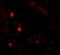 P-LAP antibody, NBP2-81854, Novus Biologicals, Immunocytochemistry image 