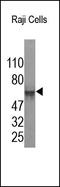 Hes-1 antibody, 252142, Abbiotec, Western Blot image 