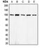 Cadherin 1 antibody, orb213705, Biorbyt, Western Blot image 