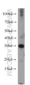 MRT4 Homolog, Ribosome Maturation Factor antibody, 20194-1-AP, Proteintech Group, Western Blot image 