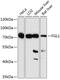 Fibrinogen Like 1 antibody, 19-188, ProSci, Western Blot image 