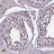 Ring Finger Protein 40 antibody, HPA041330, Atlas Antibodies, Immunohistochemistry frozen image 