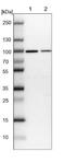 G-Patch Domain Containing 1 antibody, NBP1-91958, Novus Biologicals, Western Blot image 