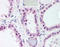 Protein Wnt-4 antibody, TA317957, Origene, Immunohistochemistry frozen image 