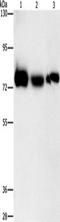 Adenosine Monophosphate Deaminase 1 antibody, TA350850, Origene, Western Blot image 