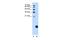 Ribosomal Protein S29 antibody, A07979, Boster Biological Technology, Western Blot image 