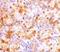 Neudesin antibody, A11147, Boster Biological Technology, Immunohistochemistry frozen image 