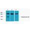 Lamin B1 antibody, LS-C387507, Lifespan Biosciences, Western Blot image 
