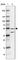 F-Box And Leucine Rich Repeat Protein 16 antibody, HPA039504, Atlas Antibodies, Western Blot image 