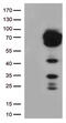 CD5 Molecule antibody, TA501335S, Origene, Western Blot image 
