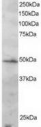 Interferon Regulatory Factor 2 antibody, TA302517, Origene, Western Blot image 