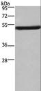 Eukaryotic translation initiation factor 3 subunit F antibody, LS-B15312, Lifespan Biosciences, Western Blot image 