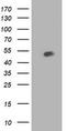 BECN1 antibody, CF502618, Origene, Western Blot image 