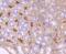 Neuropilin 1 antibody, NBP2-67539, Novus Biologicals, Immunohistochemistry paraffin image 