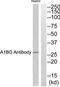 Alpha-1-B Glycoprotein antibody, TA313407, Origene, Western Blot image 