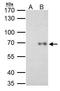 RELB Proto-Oncogene, NF-KB Subunit antibody, GTX102333, GeneTex, Immunoprecipitation image 