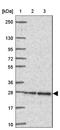 Dynorphin antibody, NBP2-49081, Novus Biologicals, Western Blot image 