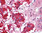 Ephrin type-B receptor 3 antibody, 51-359, ProSci, Immunohistochemistry frozen image 