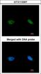 BRCA2 And CDKN1A Interacting Protein antibody, LS-C186295, Lifespan Biosciences, Immunocytochemistry image 