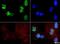 Histone Cluster 2 H3 Family Member D antibody, NB21-1081, Novus Biologicals, Immunofluorescence image 
