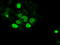 SRY-Box 17 antibody, TA500281, Origene, Immunofluorescence image 
