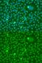 Cyclin-dependent kinase 10 antibody, GTX33084, GeneTex, Immunofluorescence image 