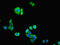 Cadherin 12 antibody, LS-B11408, Lifespan Biosciences, Immunofluorescence image 