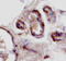 Small Cell Adhesion Glycoprotein antibody, AF3959, R&D Systems, Immunohistochemistry paraffin image 