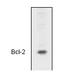 Hsp10 antibody, AP00016PU-N, Origene, Western Blot image 
