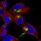 Neuropeptide Y antibody, HPA056798, Atlas Antibodies, Immunocytochemistry image 