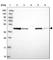 Adenosylhomocysteinase antibody, HPA044675, Atlas Antibodies, Western Blot image 