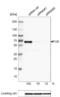 FUS RNA Binding Protein antibody, NBP2-52874, Novus Biologicals, Western Blot image 