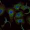 RAB25, Member RAS Oncogene Family antibody, NBP1-51599, Novus Biologicals, Immunofluorescence image 