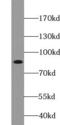 STAT3 antibody, FNab08298, FineTest, Western Blot image 