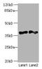 DnaJ Heat Shock Protein Family (Hsp40) Member B4 antibody, LS-C370706, Lifespan Biosciences, Western Blot image 