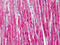 Troponin T2, Cardiac Type antibody, 51-628, ProSci, Immunohistochemistry frozen image 
