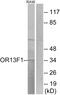 Olfactory Receptor Family 13 Subfamily F Member 1 antibody, GTX87857, GeneTex, Western Blot image 