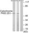 Cytochrome P450 Family 2 Subfamily S Member 1 antibody, LS-C119502, Lifespan Biosciences, Western Blot image 