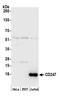 T-cell surface glycoprotein CD3 eta chain antibody, A305-171A, Bethyl Labs, Western Blot image 